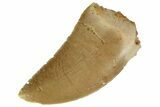 Serrated, Juvenile Carcharodontosaurus Tooth #186066-1